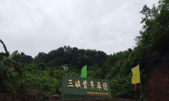 丰都三峡紫果桑采摘园.jpg