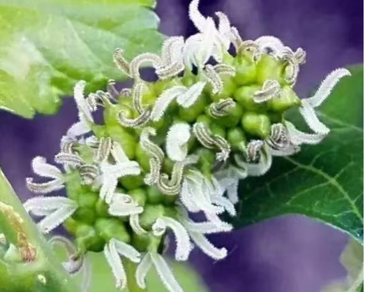 1772588428375268.png 图片4-1.png