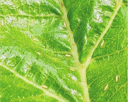 1775638897563389.png 图片1-1.png