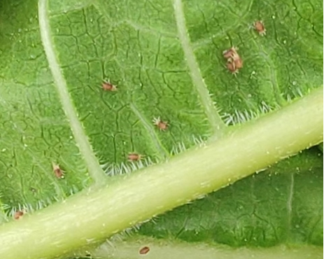 1775639260595149.png 图片2-1.png