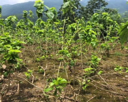 1775639668570571.png 图片7-1.png