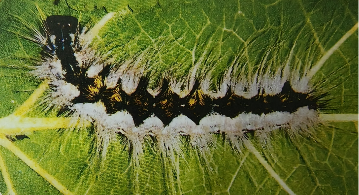 1788762698249047.png 图片1.png